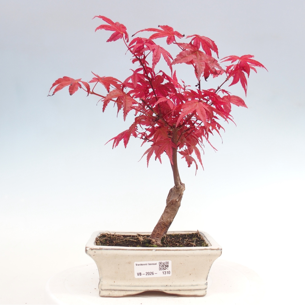 Vonkajší bonsaj - Acer palmatum DESHOJO
