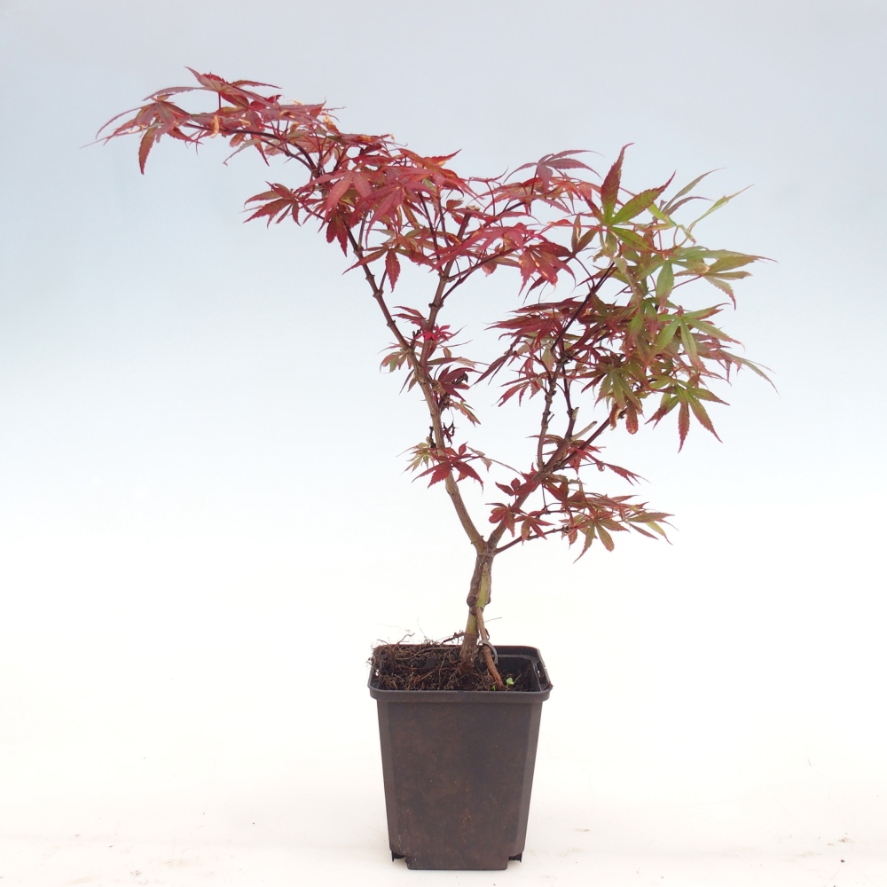 Vonkajšia bonsaj - Acer palmatum Berry Broom v kontajneri