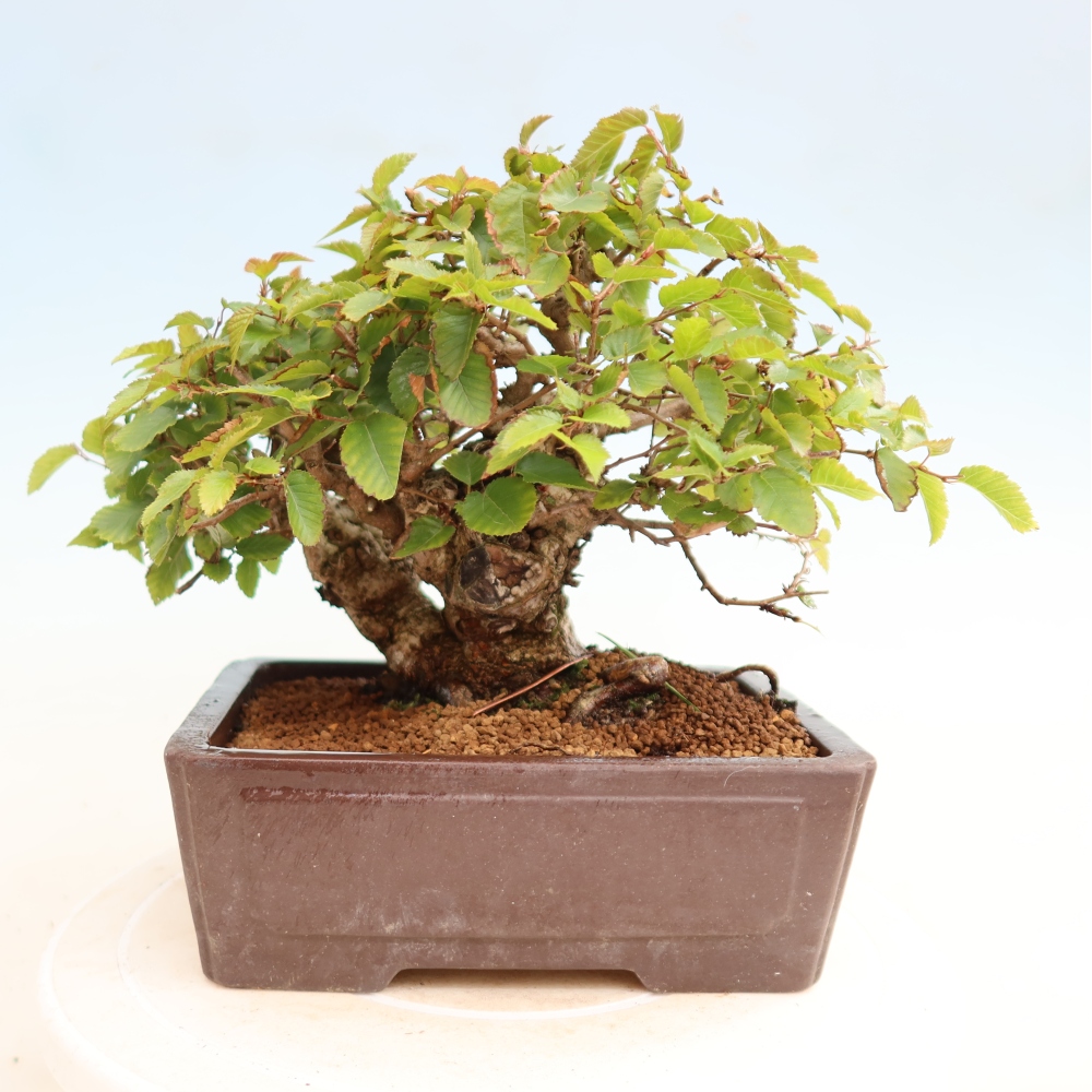 Vonkajšie bonsaje -Carpinus CARPINOIDES - Hrab kórejský
