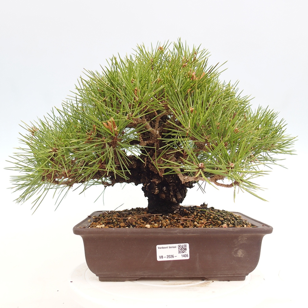 Vonkajšie bonsaje - Pinus thunbergii - borovica Thunbergova