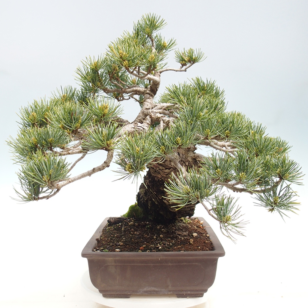 Vonkajšie bonsaje - Pinus parviflora - Pinus parviflora
