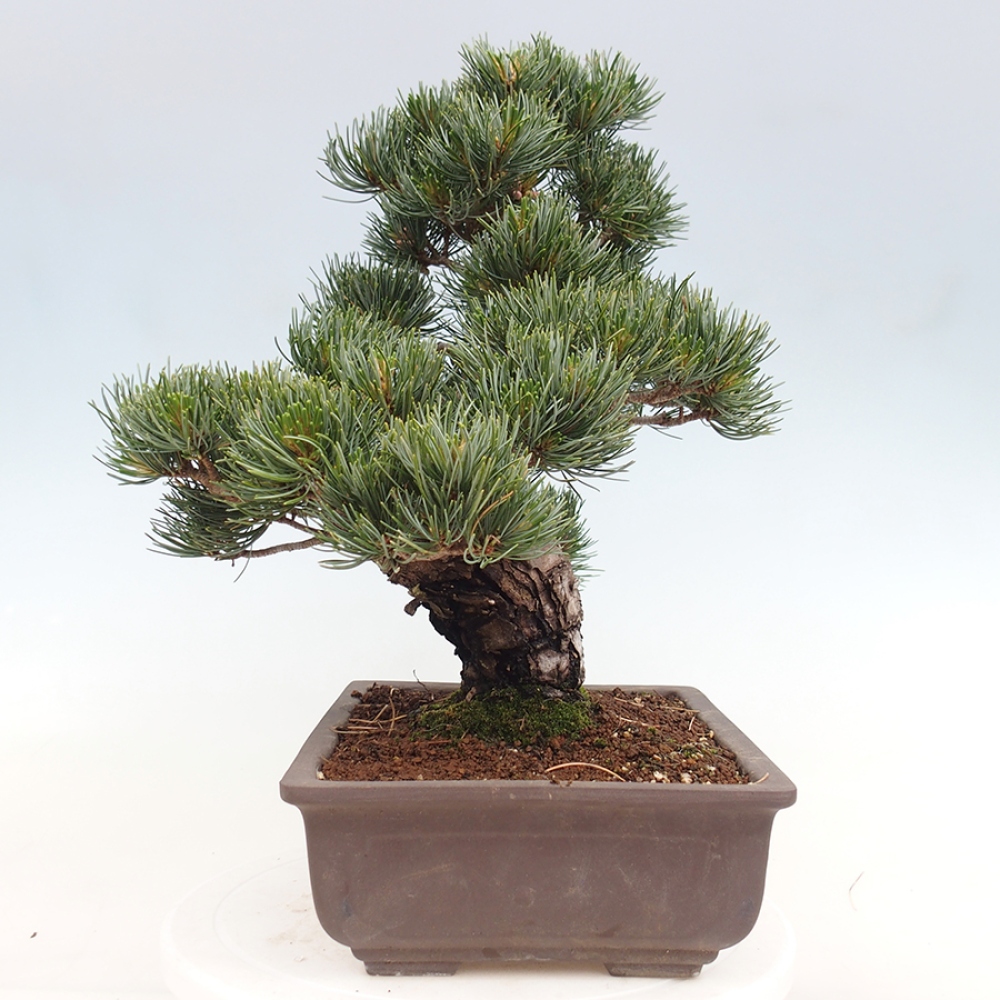 Vonkajšie bonsaje - Pinus parviflora - Pinus parviflora