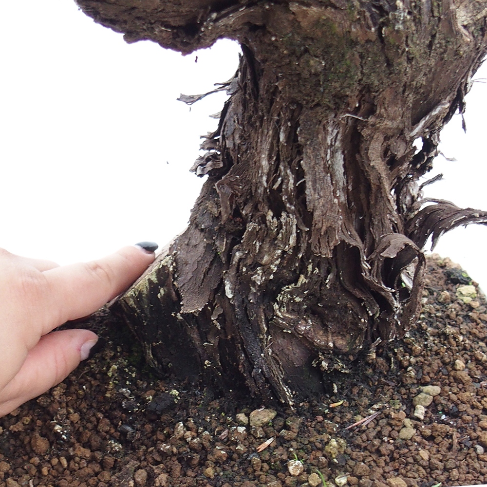 Vonkajší bonsai - Vitis vinnifera MUSKAT ITALIA  - Vínna réva