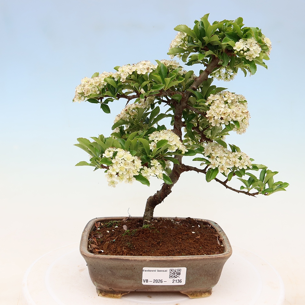 Vonkajší bonsai – Pyracantha teton – hlohovec šarlátový