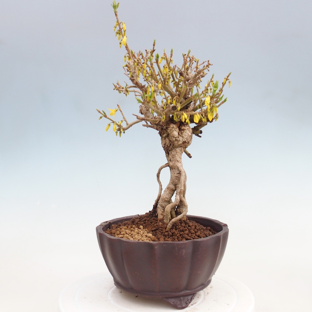 Vonkajšie bonsaje - Zlatice - Forsythia koreana