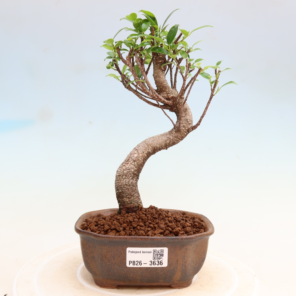 Izbové bonsaje - Ficus kimmen - drobnolistý fikus