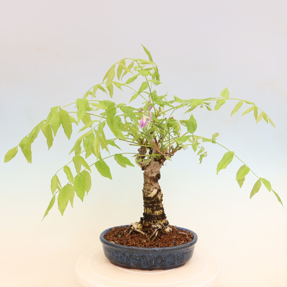 Vonkajšie bonsaje - Wisteria floribunda