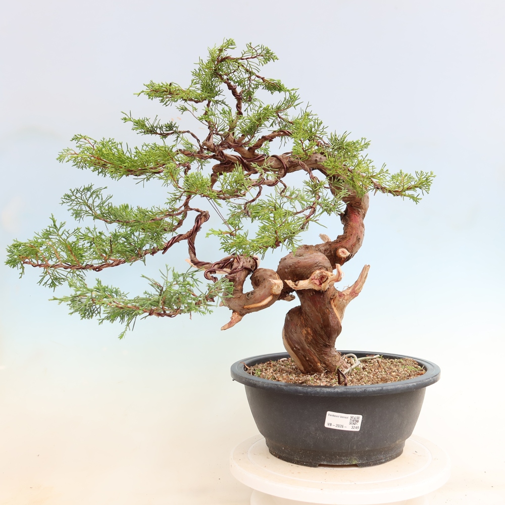 Vonkajší bonsai – Juniperus chinensis Itoigawa – čínsky jalovec