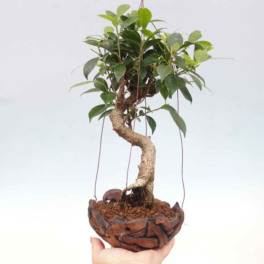 Kokedama v keramike - malolistý ficus - Ficus kimmen