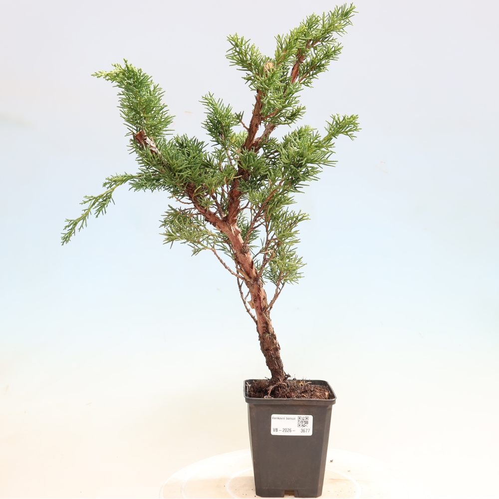 Vonkajší bonsaj - Juniperus chinensis Kishu