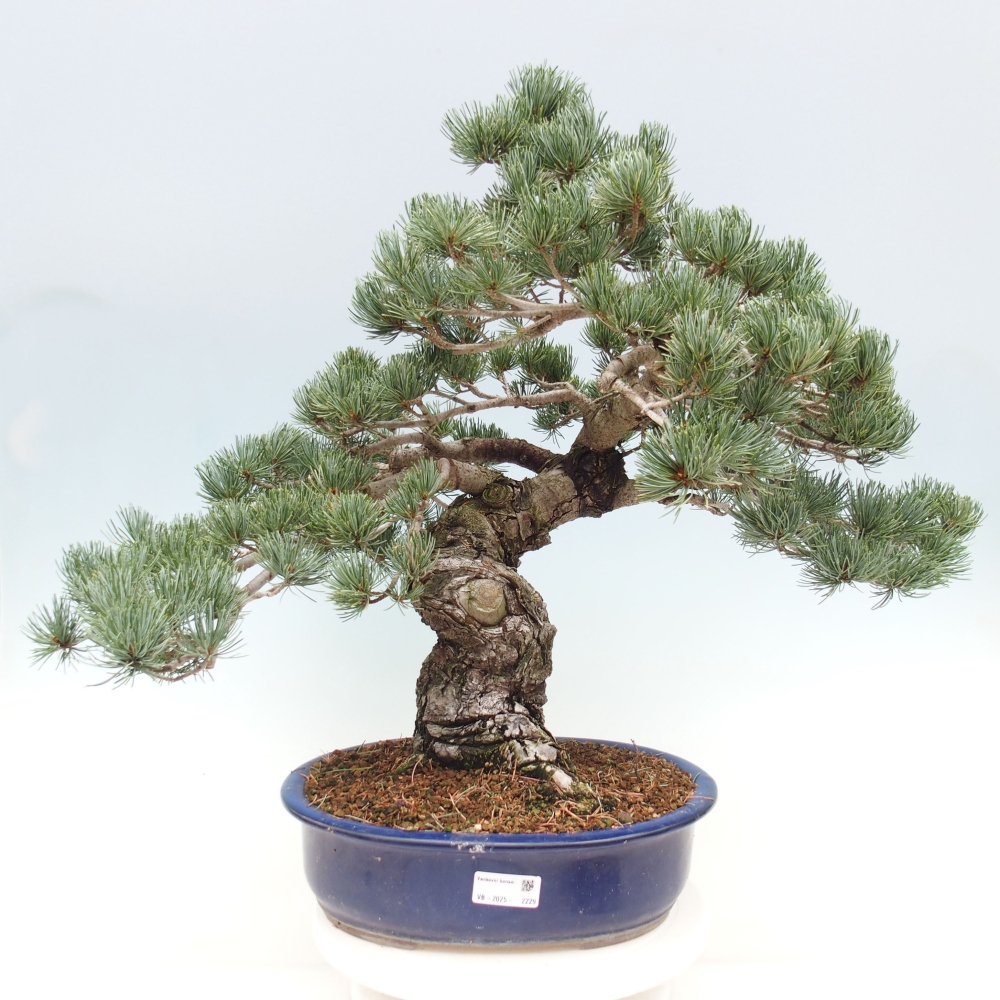 Vonkajšie bonsai - Pinus parviflora - Borovica drobnokvetá