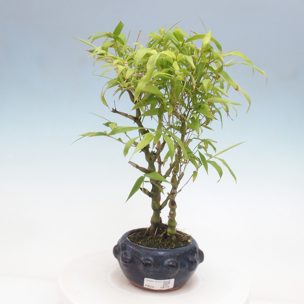 Izbová bonsai - Bambus budha-Bambus budhovo brucho