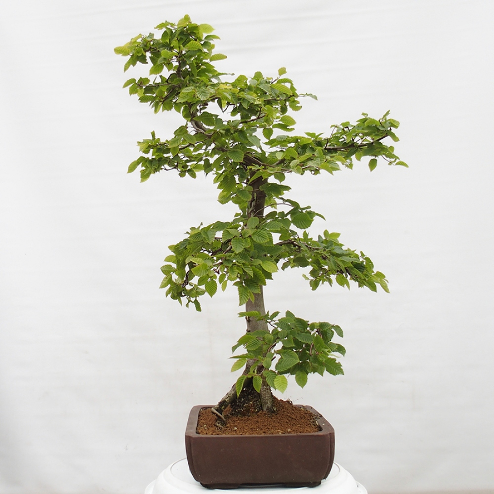 Vonkajší bonsai - Hrab obyčajný - Carpinus betulus