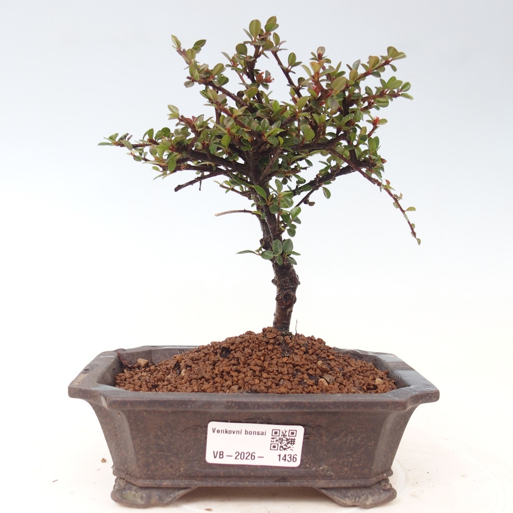Vonkajšie bonsaje - Cotoneaster horizontalis - Skalnaté hory