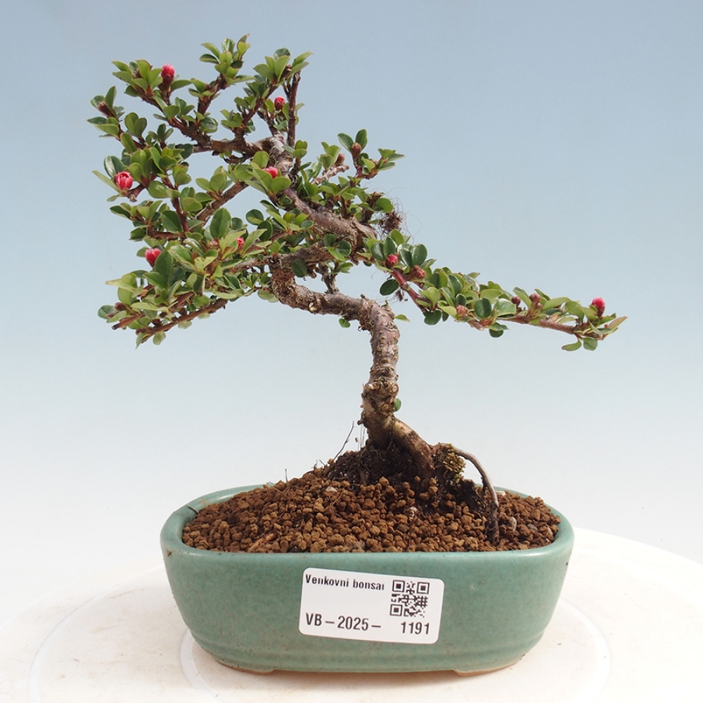 Vonkajší bonsai - Cotoneaster horizontalis - Skalník