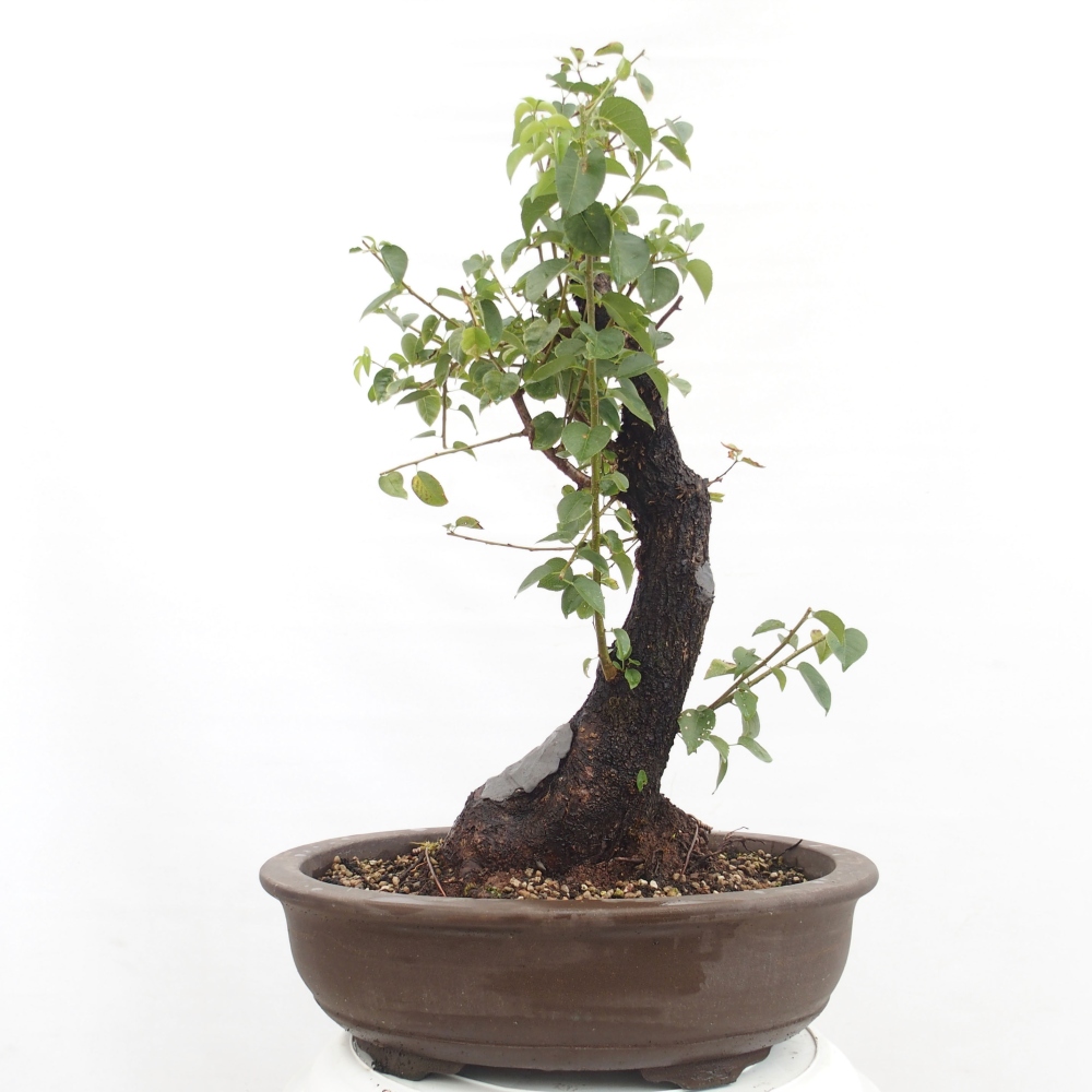 Vonkajšie bonsai - Mahalebka - Prunus mahalieb