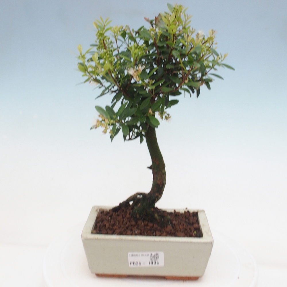 Izbová bonsai - Syzygium - pimentovníka