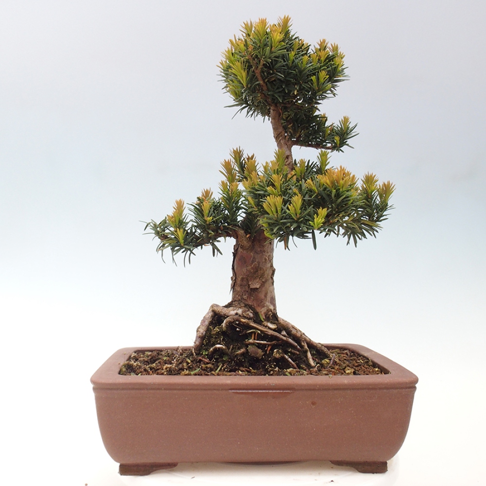 Vonkajší bonsai - Taxus cuspidata - Tis japonský