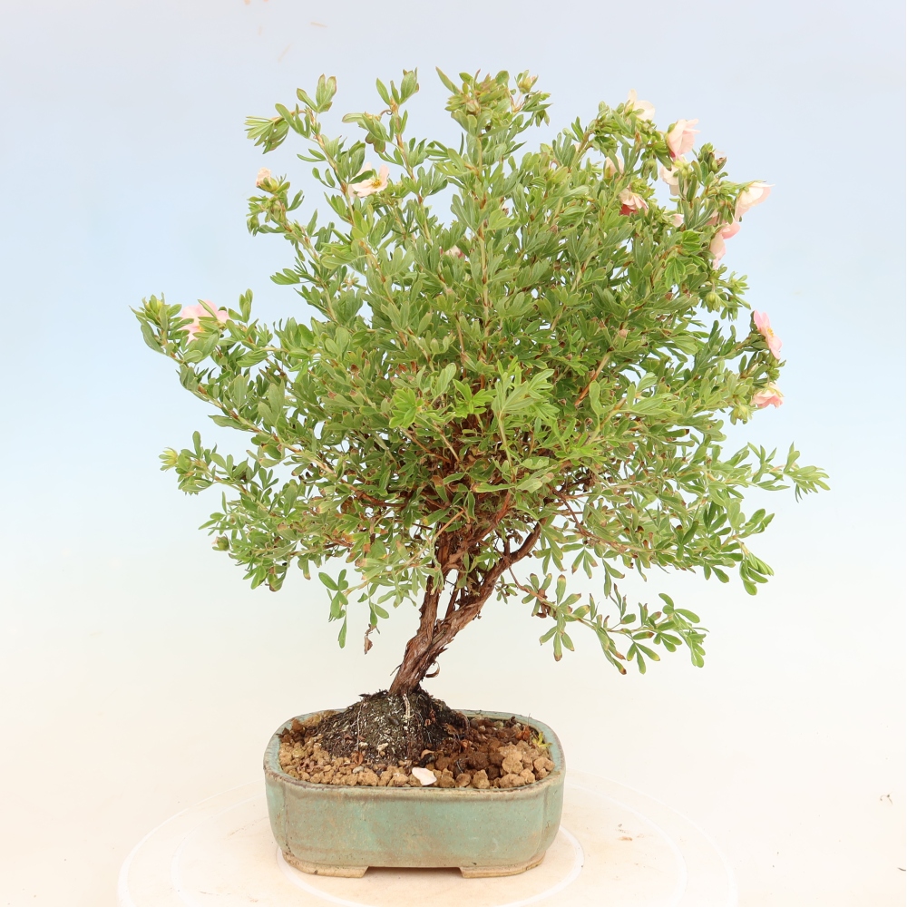 Vonkajší bonsai – kríkovitá mochna – Potentila fruticosa Bellissima