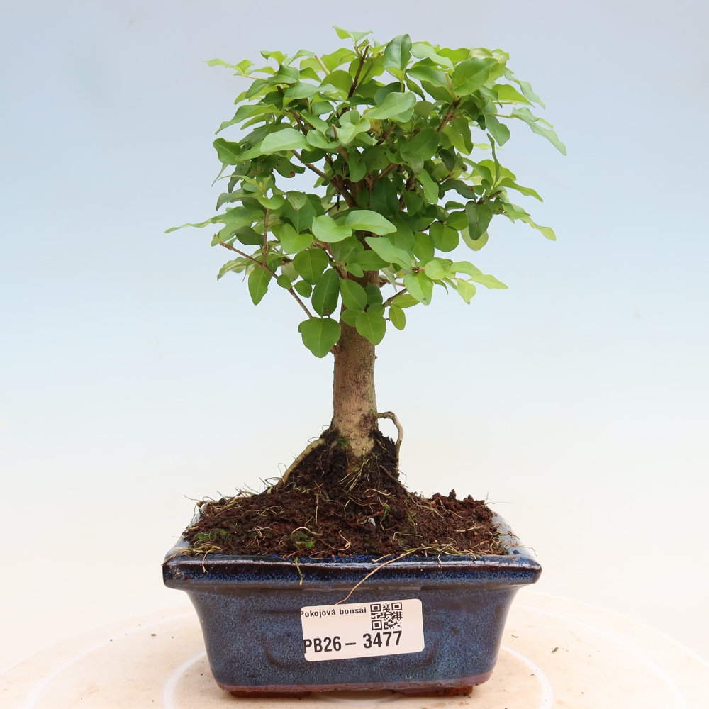 Izbový bonsaj -Ligustrum chinensis - Vtáčí zobák