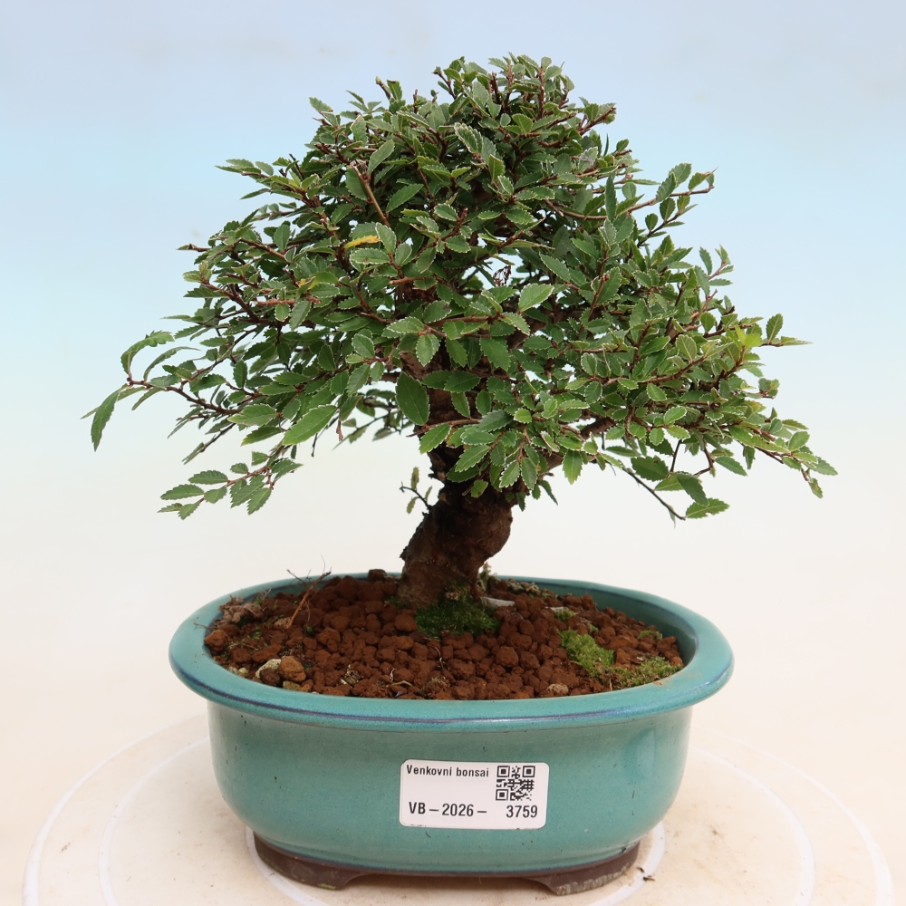 Vonkajšie bonsaje - Zelkova - Zelkova NIRE