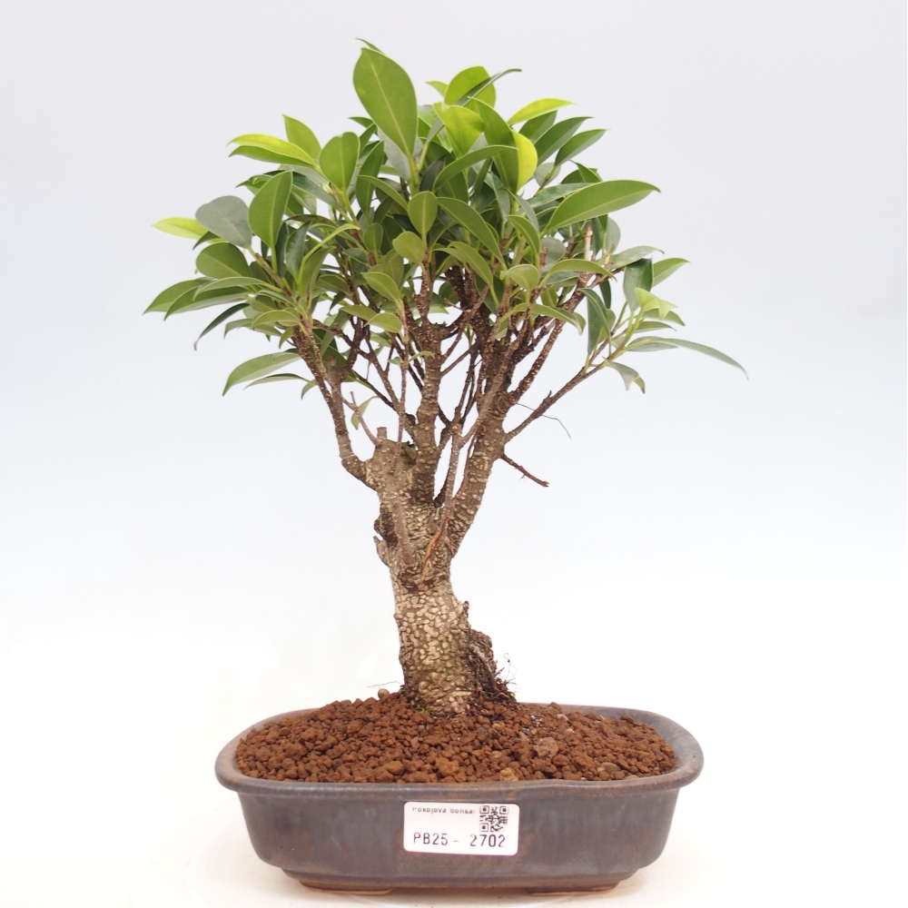 Izbová bonsai - Ficus retusa - malolistá fikus