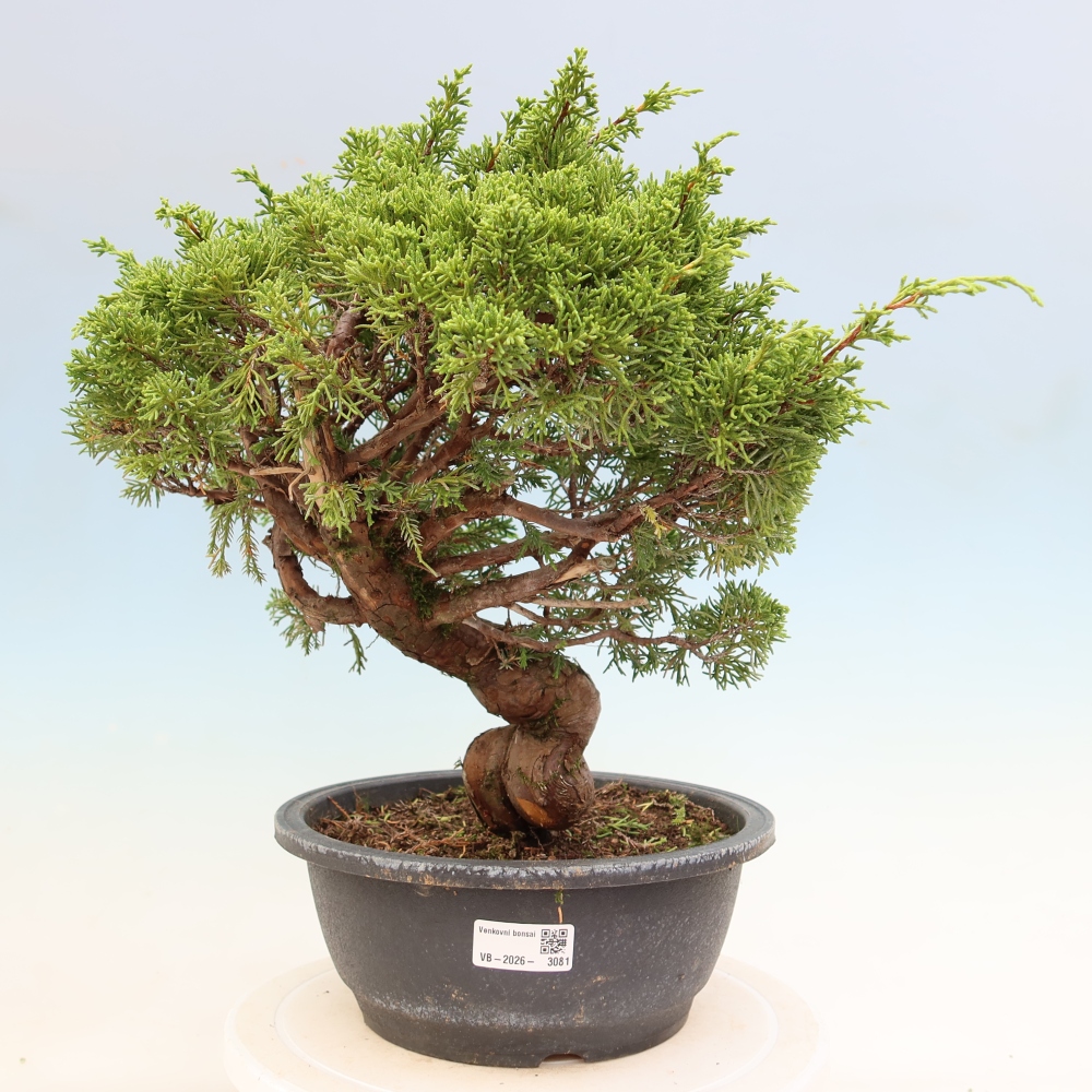 Vonkajší bonsai – Juniperus chinensis Itoigawa – čínsky jalovec