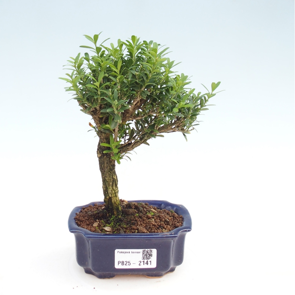 Izbová bonsai - Buxus harlandii - korkový buxus