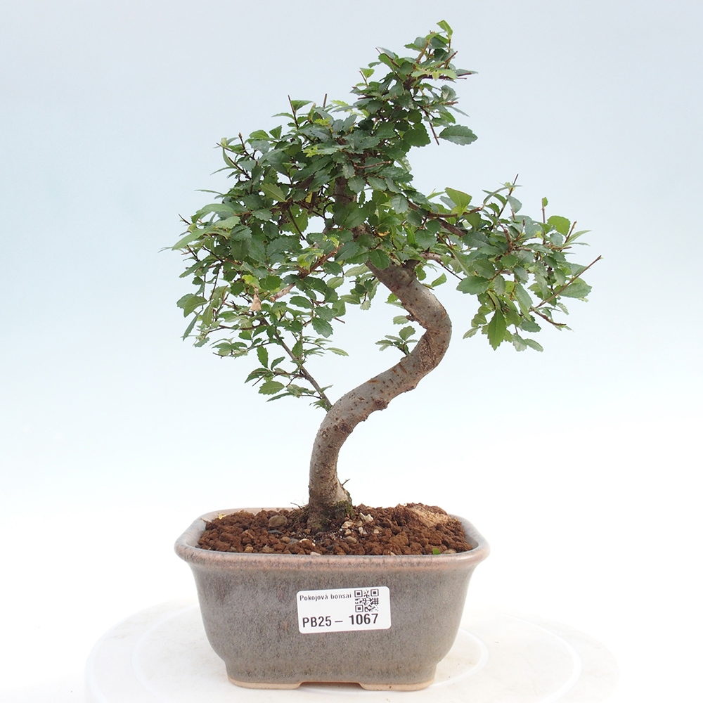 Izbová bonsai-malolistá brest 
