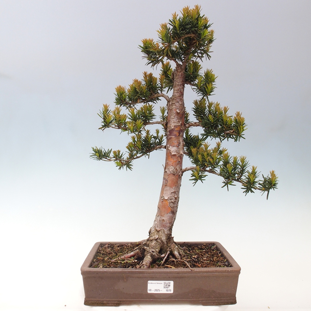 Vonkajší bonsai - Taxus cuspidata - Tis japonský