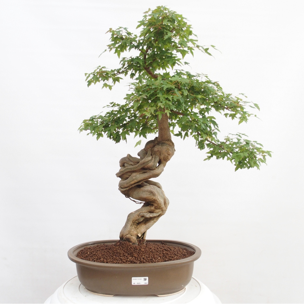 Vonkajšie bonsai - Javor Buergerianum - Javor Burgerův