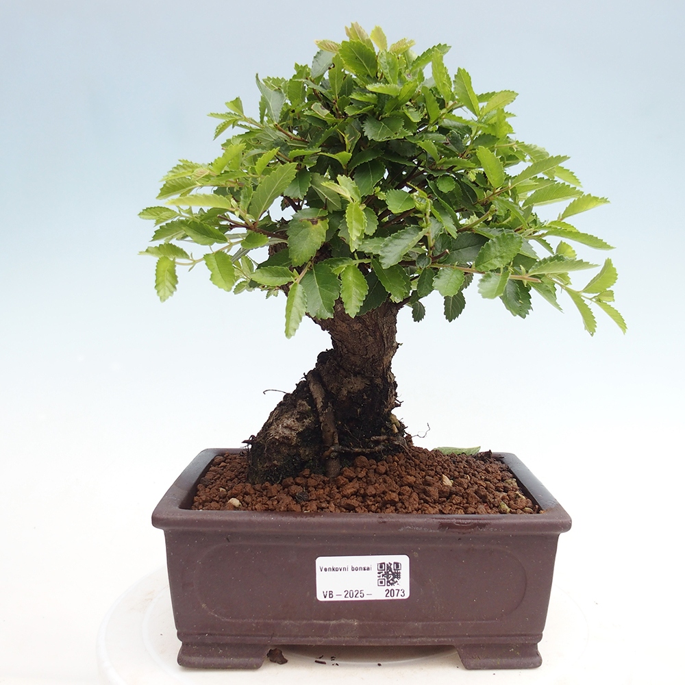 Vonkajšie bonsai - Zelkova - Zelkova Nirom