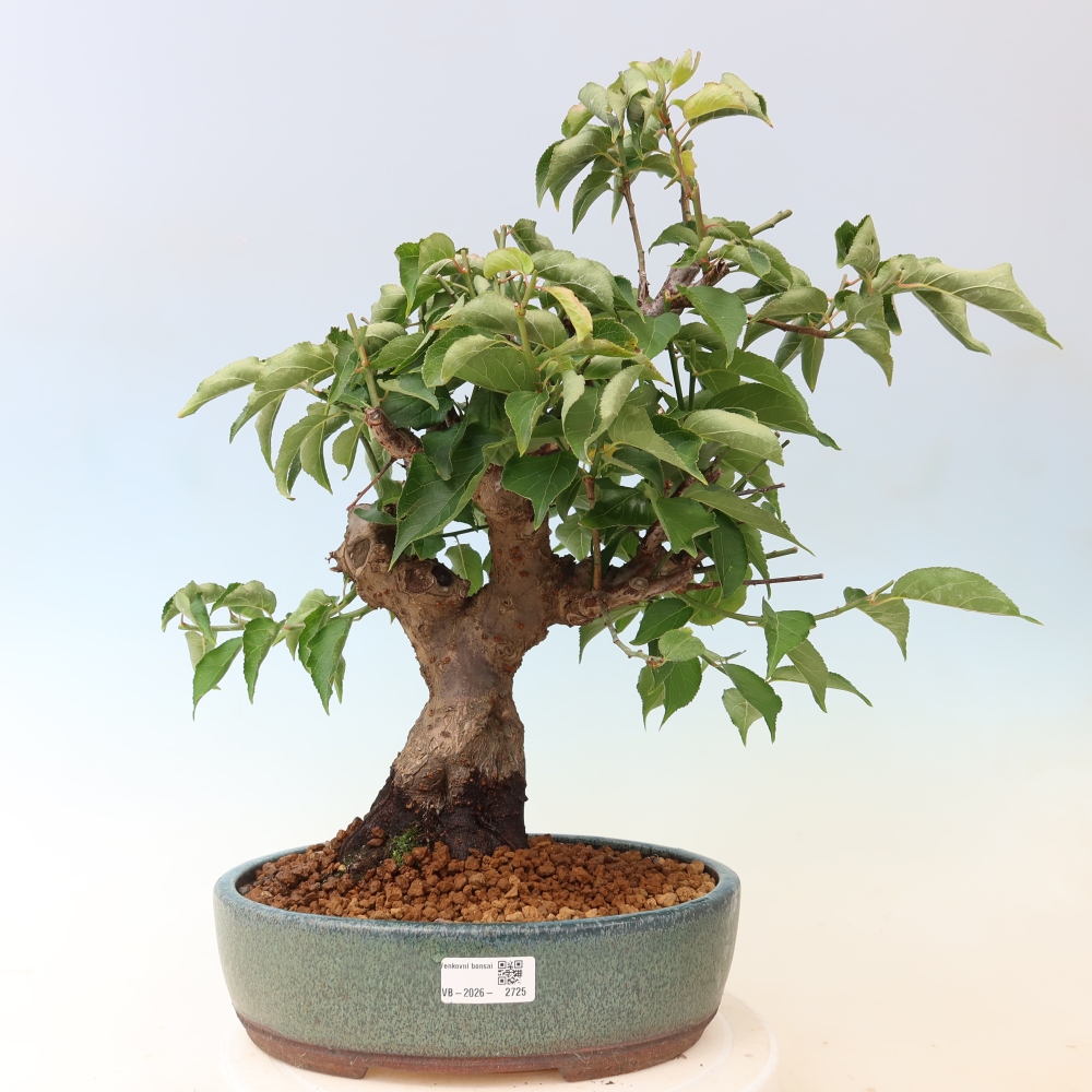 Vonkajšie bonsaje – Japonská marhuľa – Prunus Mume