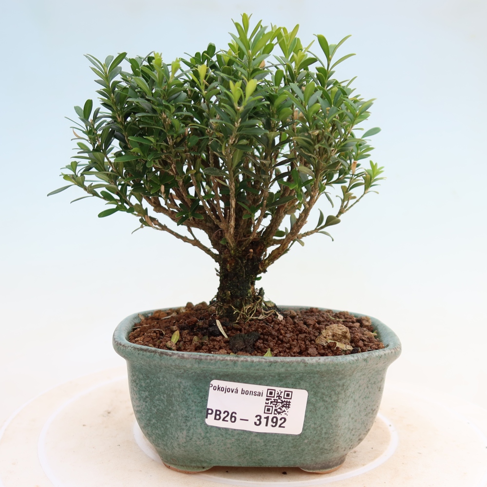 Izbové bonsaje - Buxus harlandii - korkový buxus