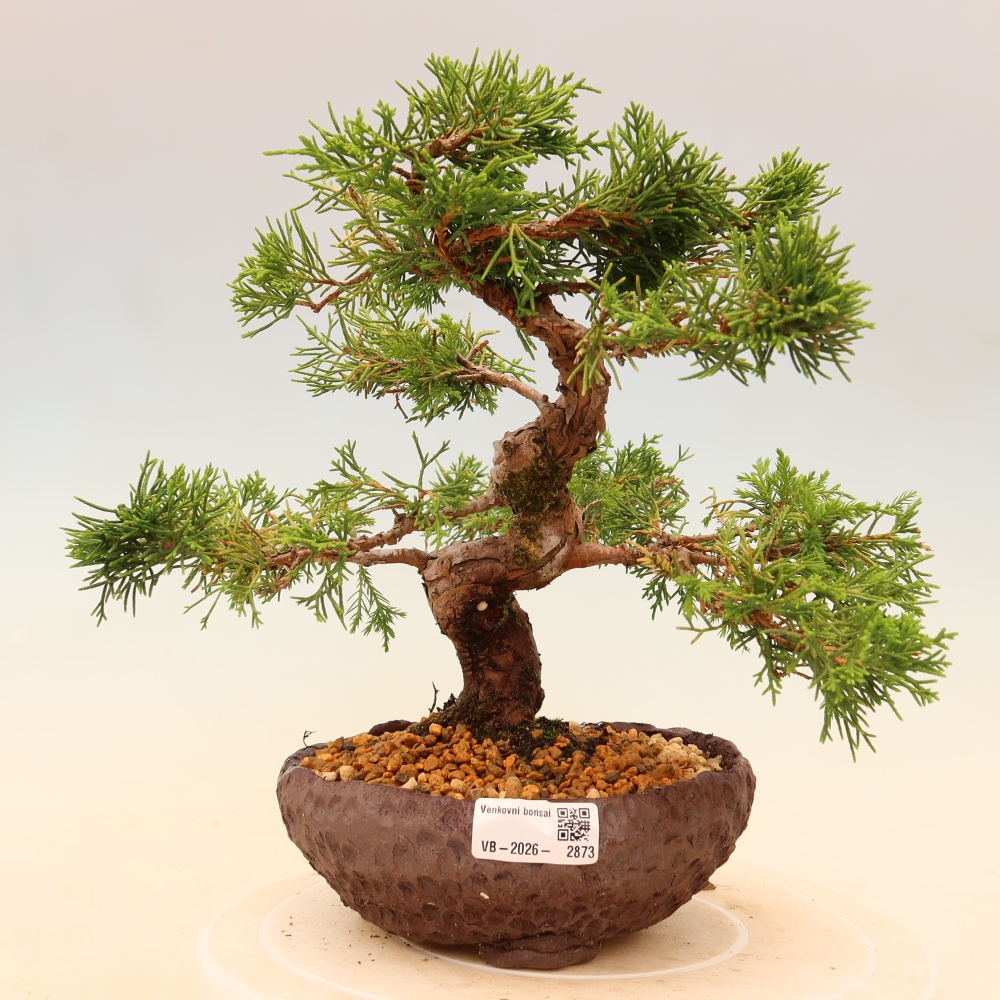 Vonkajší bonsaj - Juniperus chinensis Itoigawa