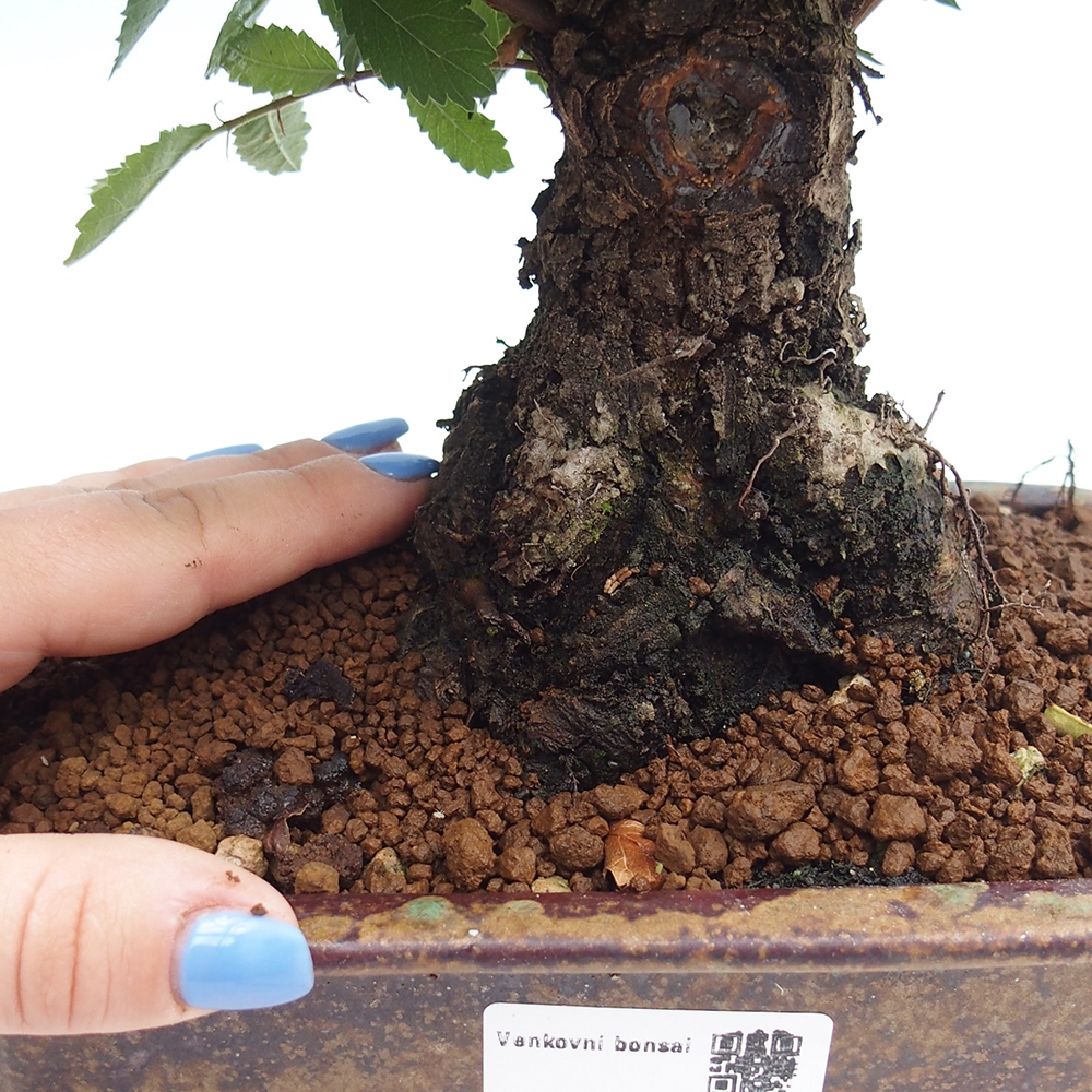 Vonkajšie bonsai - Zelkova - Zelkova Nirom