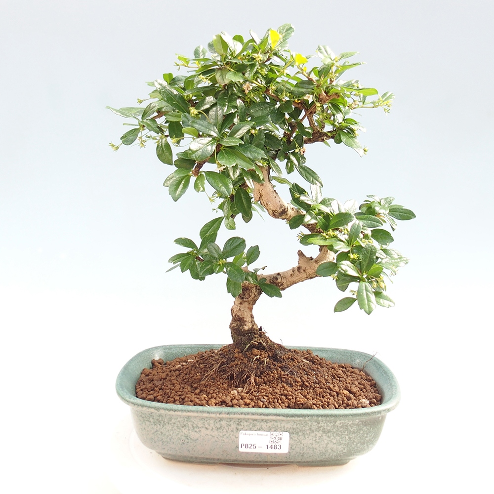 Izbová bonsai - Carmona macrophylla - Čaj fuki
