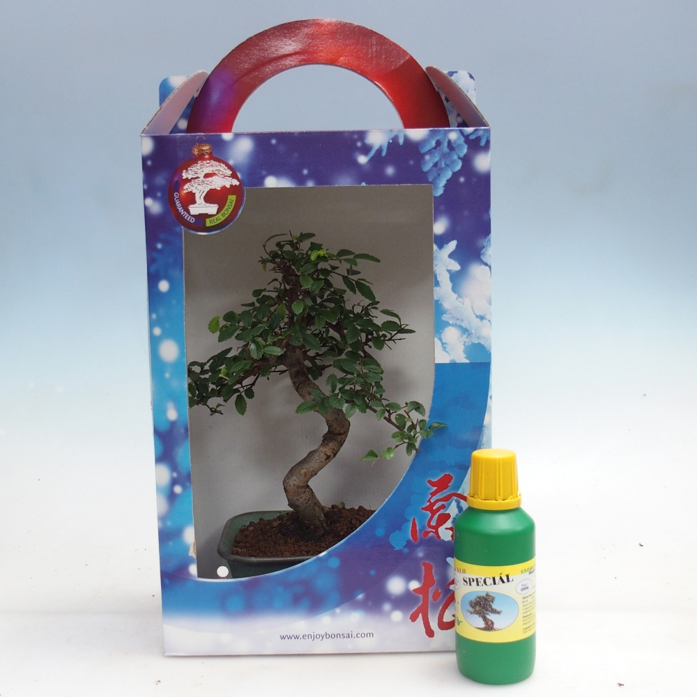 Ulmus parvifolia - brest čínsky