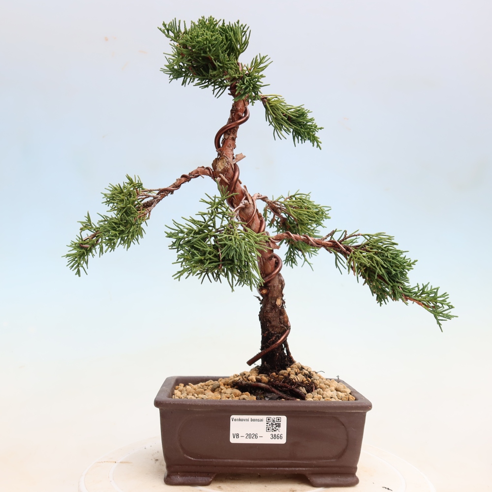 Vonkajší bonsaj - Juniperus chinensis Kishu