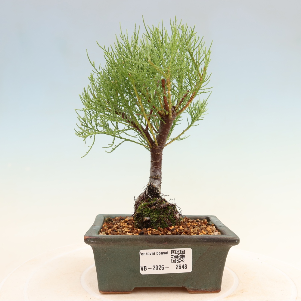 Vonkajšie bonsaje – Tamaryšek – Tamarix