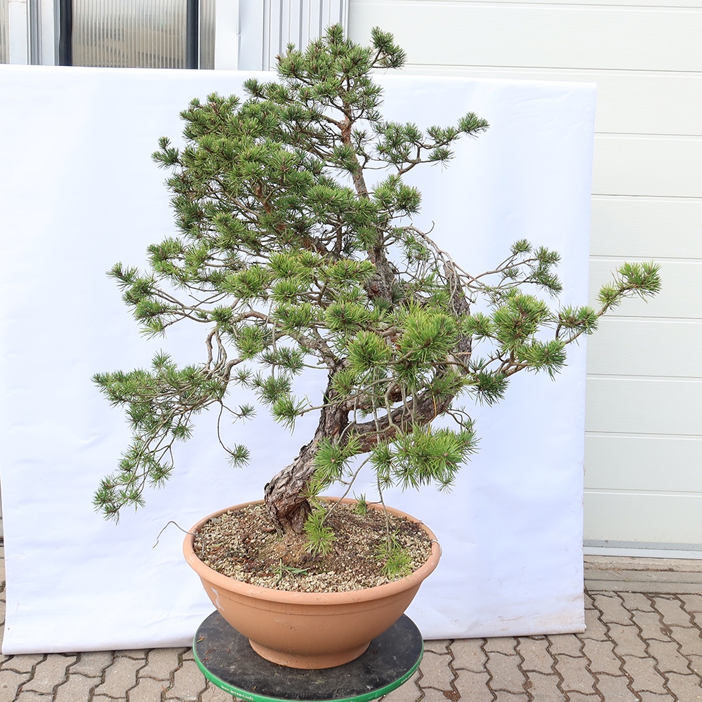 Pinus sylvestris Španielsko – borovica lesná