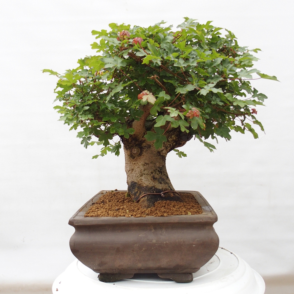 Vonkajší bonsai - Javor Francúzsky - Acer Nonspessulanum