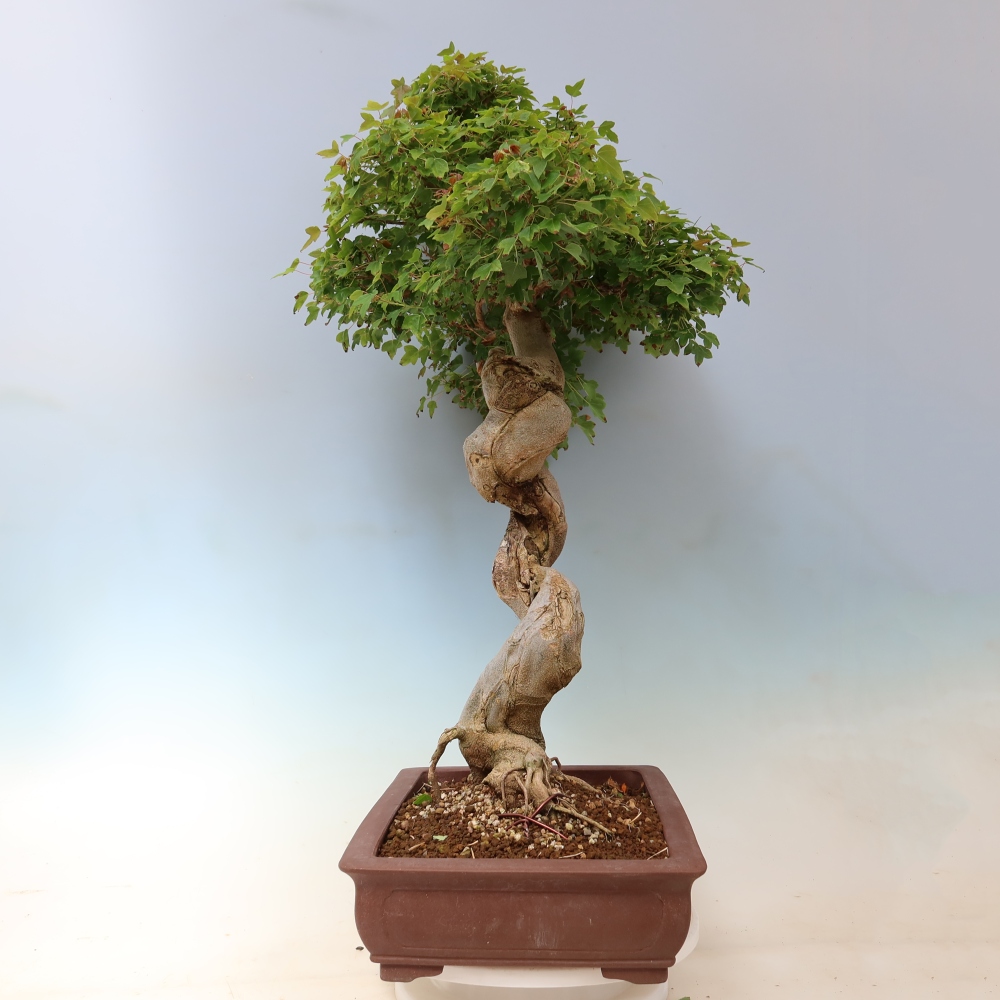 Vonkajšia bonsaj - Acer Buergerianum - Hamburgerový javor