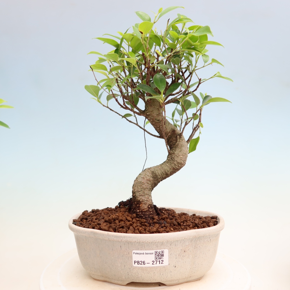 Izbové bonsaje - Ficus kimmen - drobnolistý fikus