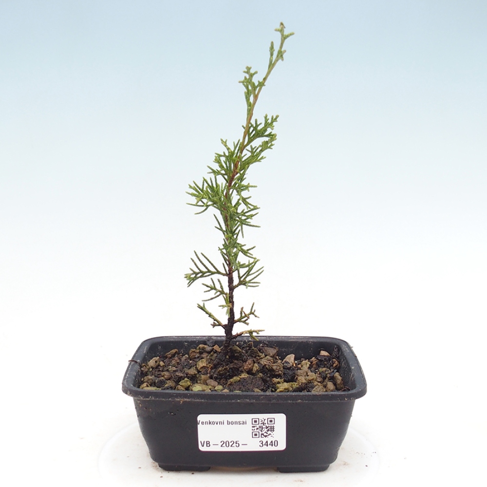 Vonkajší bonsai - Juniperus chinensis Itoigawa -Jalovec čínsky