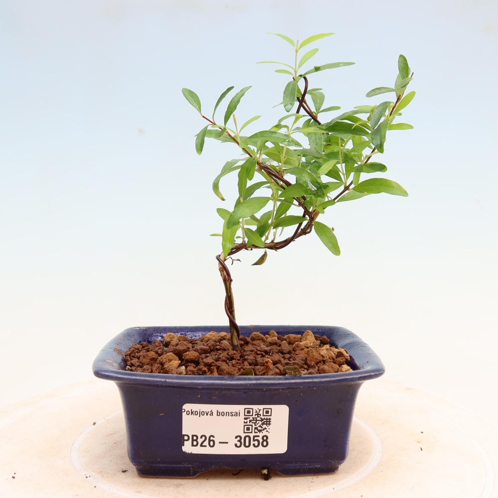 Izbový bonsaj-PUNICA granatum nana-Granátové jablko