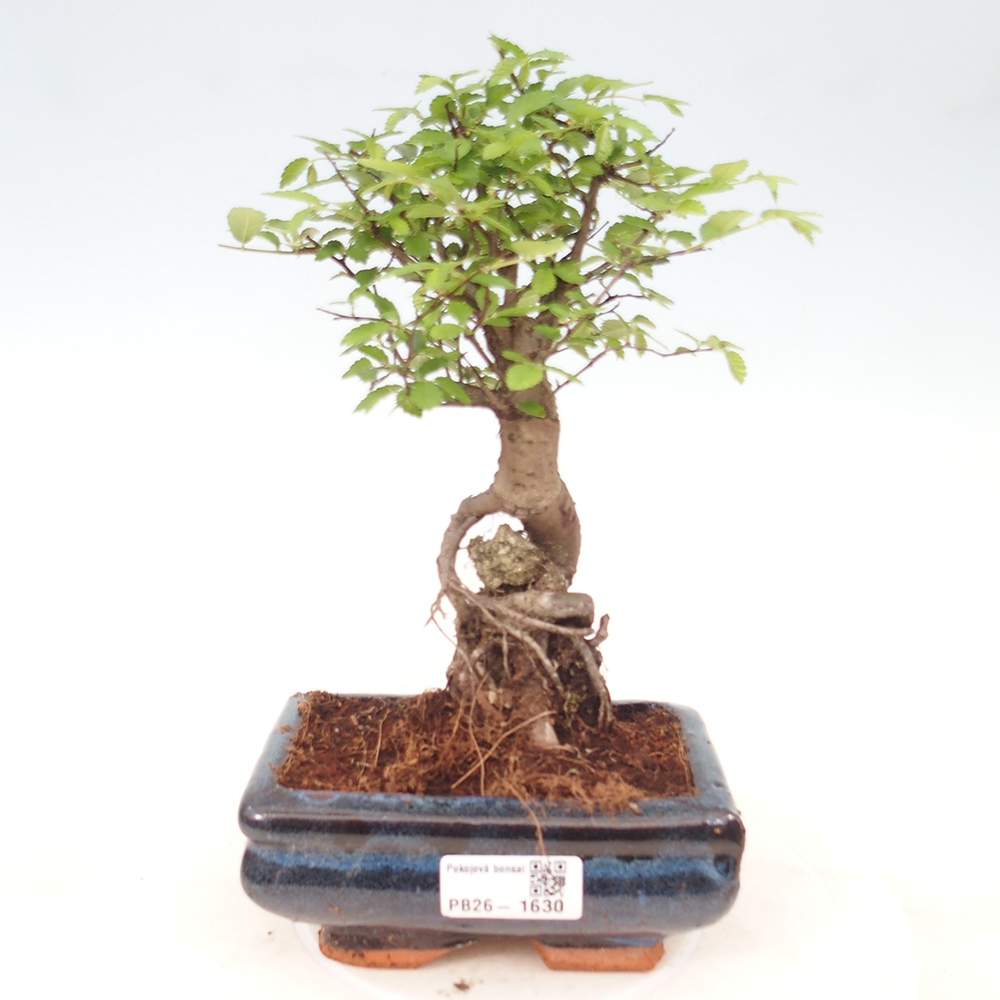 Izbový bonsaj - Ulmus parvifolia - brest malolistý