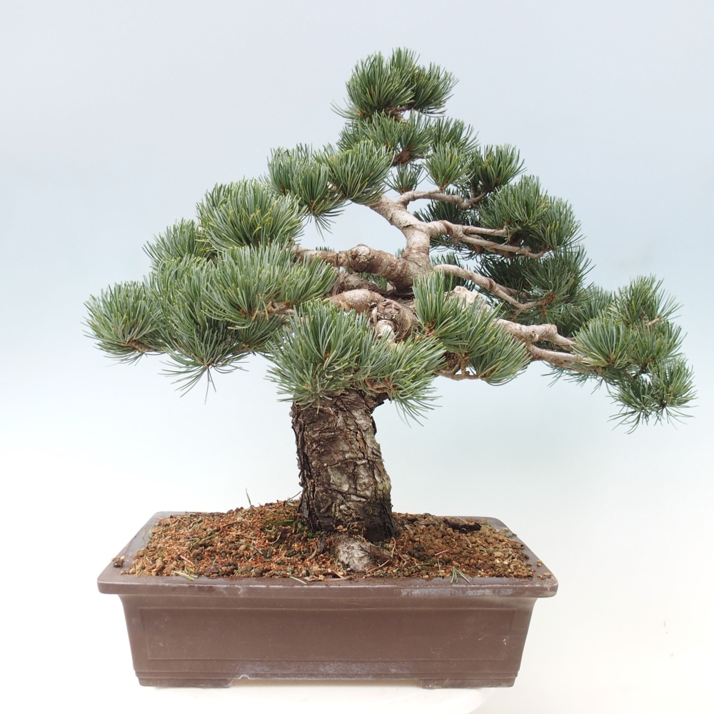 Vonkajšie bonsai - Pinus parviflora - Borovica drobnokvetá