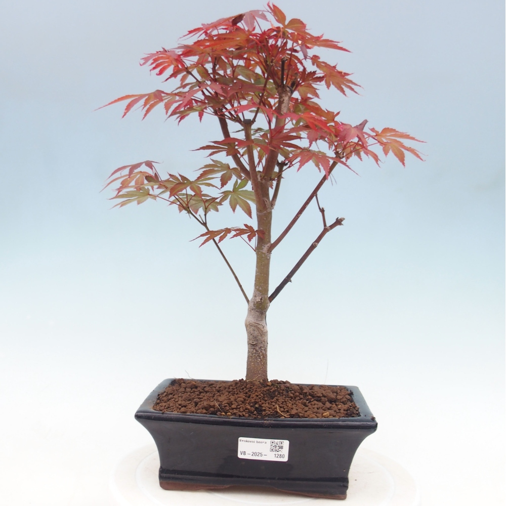 Vonkajší bonsai - Acer palm. Atropurpureum-Javor dlanitolistý