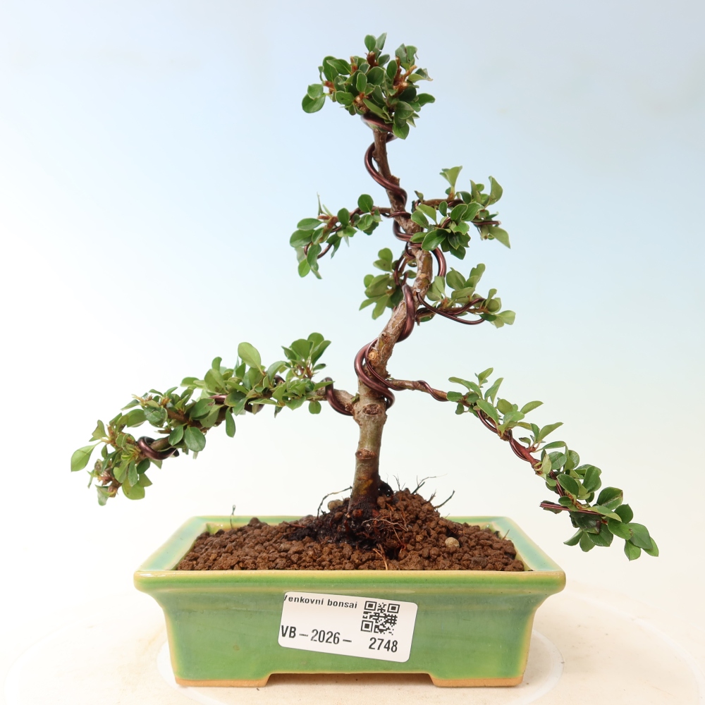 Vonkajšie bonsaje - Cotoneaster horizontalis - Skalnaté hory